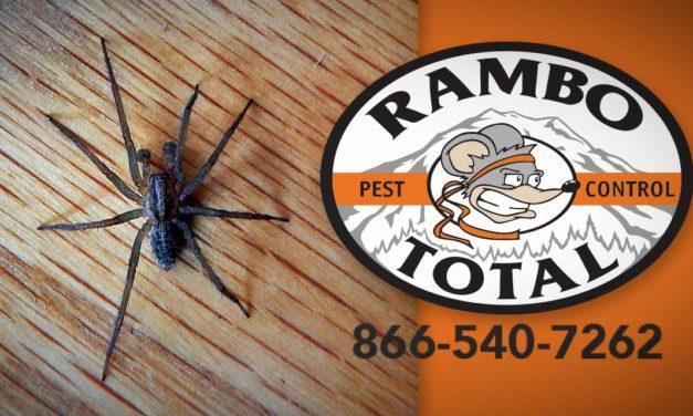 Spiders buggin’ you? Get help from the experts at Rambo Total Pest Control