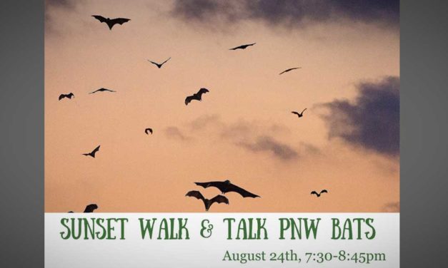 A Tukwila Sunset ‘Bat Walk’ will be Wednesday, Aug. 24