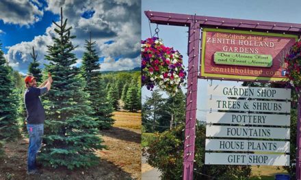 Fresh and beautiful Christmas Trees are at Zenith Holland Nursery right now!