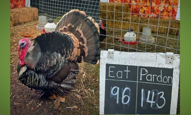 Live Turkeys are looking for your food donations through Thanksgiving Day; Pardoning Ceremony will be Tuesday, Nov. 21