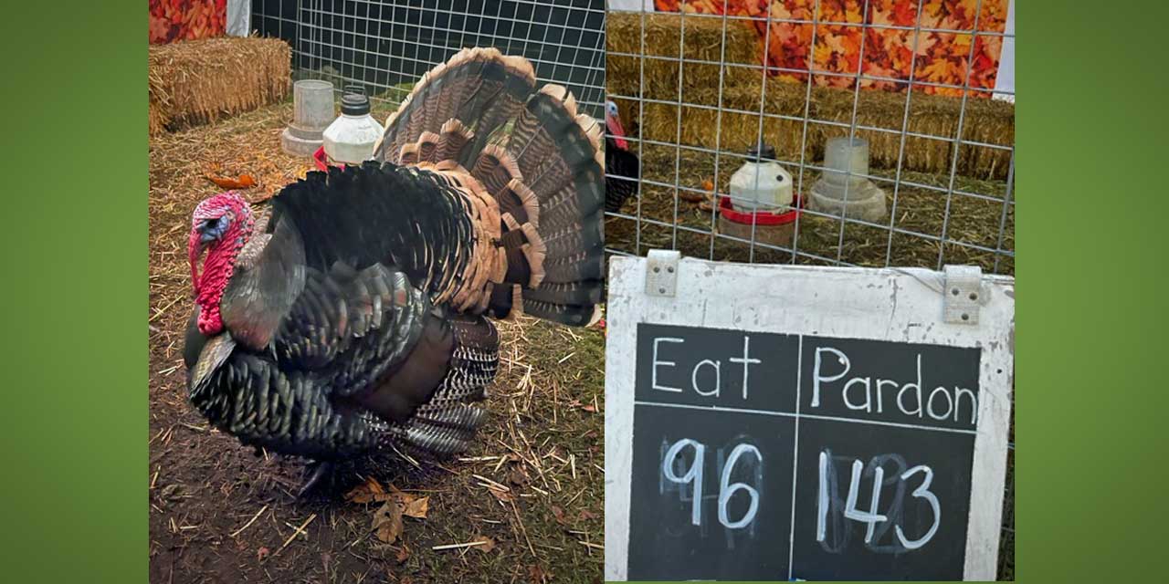 Live Turkeys are looking for your food donations through Thanksgiving Day; Pardoning Ceremony will be Tuesday, Nov. 21