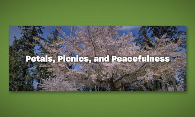 Cherry Blossoms in Bloom: Discovering Hanami in Seattle Southside