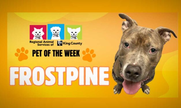 PET OF THE WEEK: Meet ‘Frostpine,’ a dog that loves to play and just have fun, fun, fun!