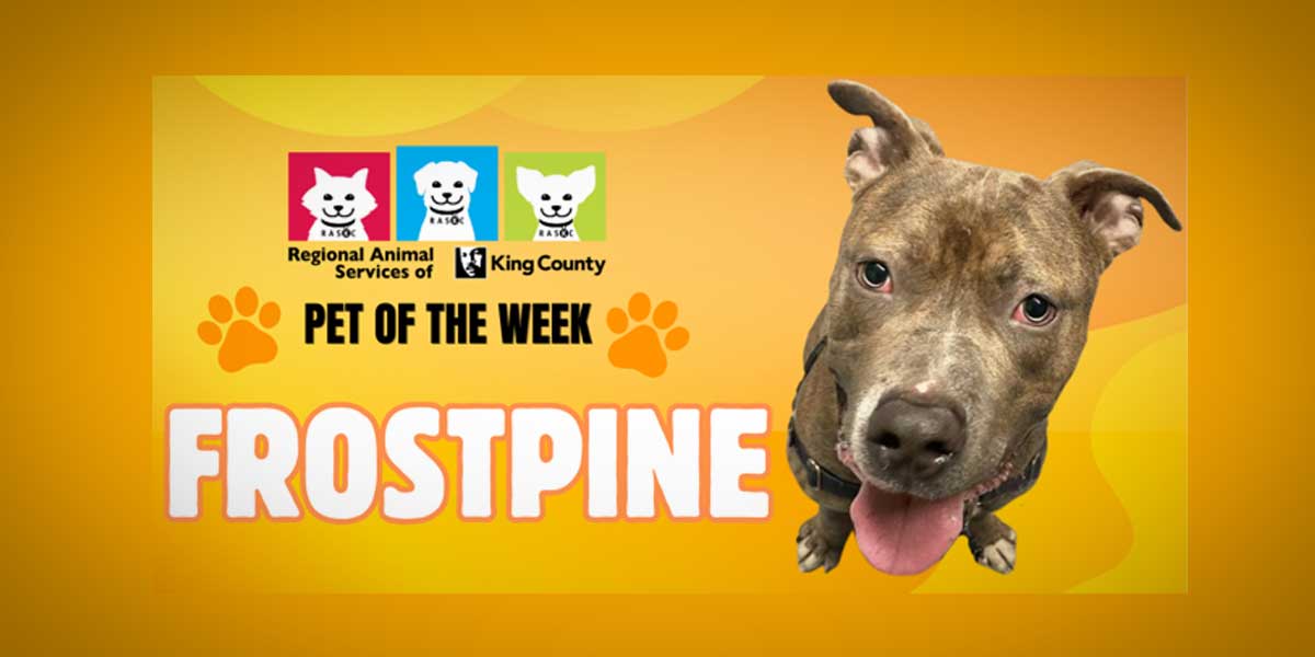 PET OF THE WEEK: Meet ‘Frostpine,’ a dog that loves to play and just have fun, fun, fun!