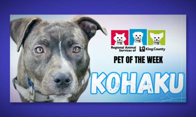 Meet ‘Kohaku,’ RASKC’s Pet of the Week