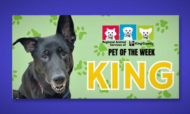 RASKC’s Pet of the Week: Meet ‘King,’ a German Shepherd who is outgoing, loving and playful