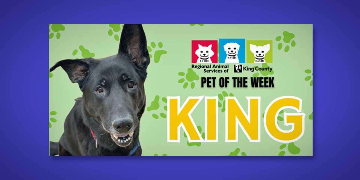 RASKC’s Pet of the Week: Meet ‘King,’ a German Shepherd who is outgoing, loving and playful