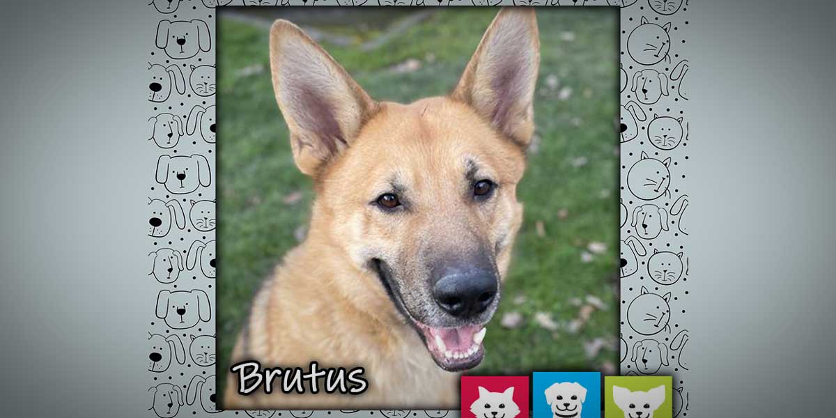 RASKC Pet of the Week: Meet ‘Brutus,’ a German Shepherd mix full of energy!