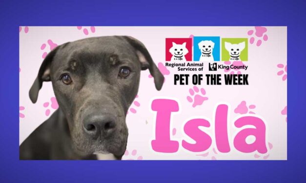Meet fun & goofy ‘Isla,’ RASKC’s Pet of the Week