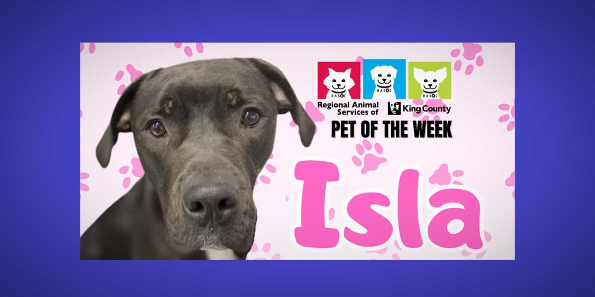 Meet fun & goofy ‘Isla,’ RASKC’s Pet of the Week