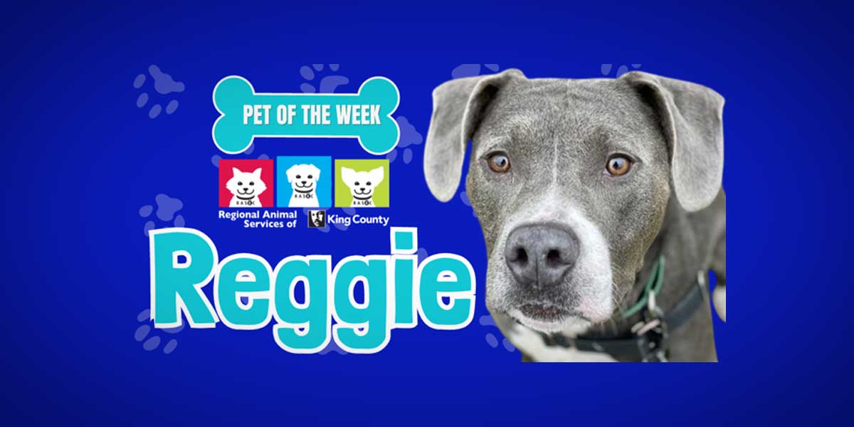Meet Reggie, RASKC’s super-affectionate Pet of the Week!