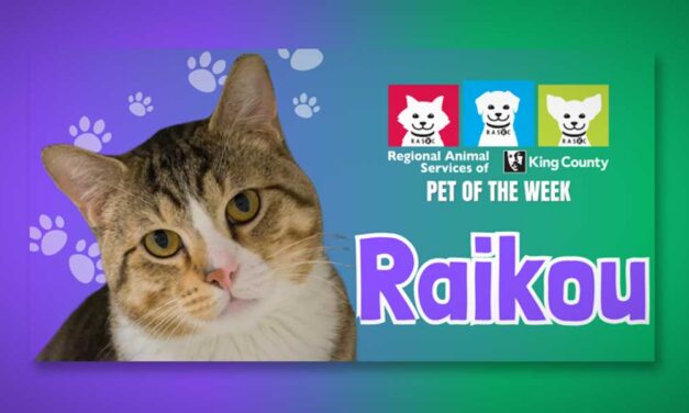 Meet RASKC’s Pet of the Week…’Raikou,’ an affectionate lovebug of a cat