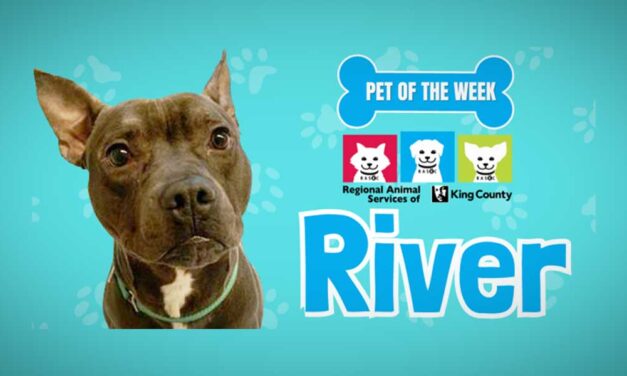Meet ‘River,’ RASKC’s very motivated, treat-loving Pet of the Week