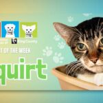 Meet a cat named ‘Squirt,’ RASKC’s Pet of the Week