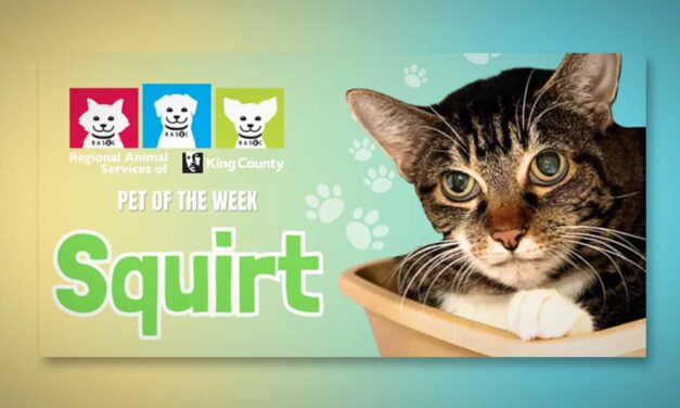 Meet a cat named ‘Squirt,’ RASKC’s Pet of the Week