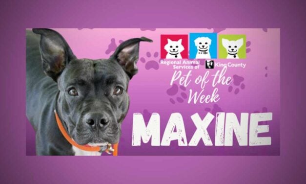 Meet (and adopt) Maxine, RASKC’s Pet of the Week