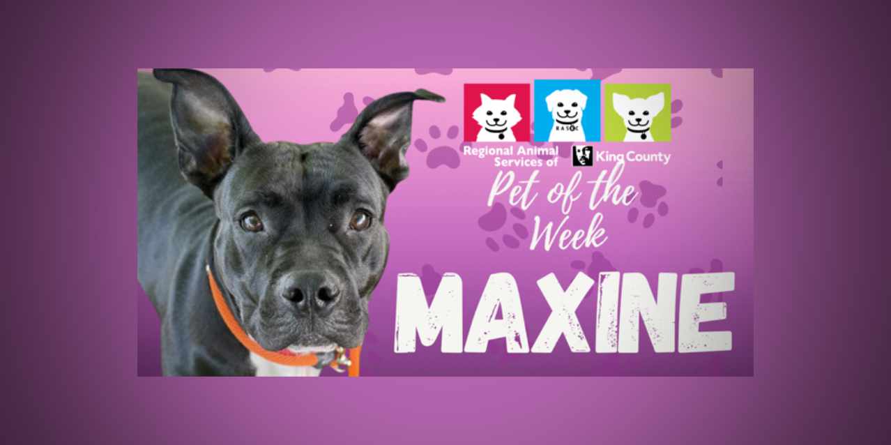 Meet (and adopt) Maxine, RASKC’s Pet of the Week