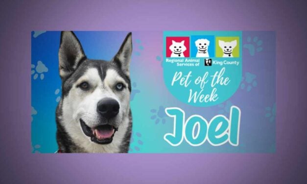 Meet (and adopt) Joel, RASKC’s Pet of the Week