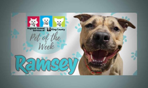 Meet (and adopt) Ramsey, RASKC’s Pet of the Week