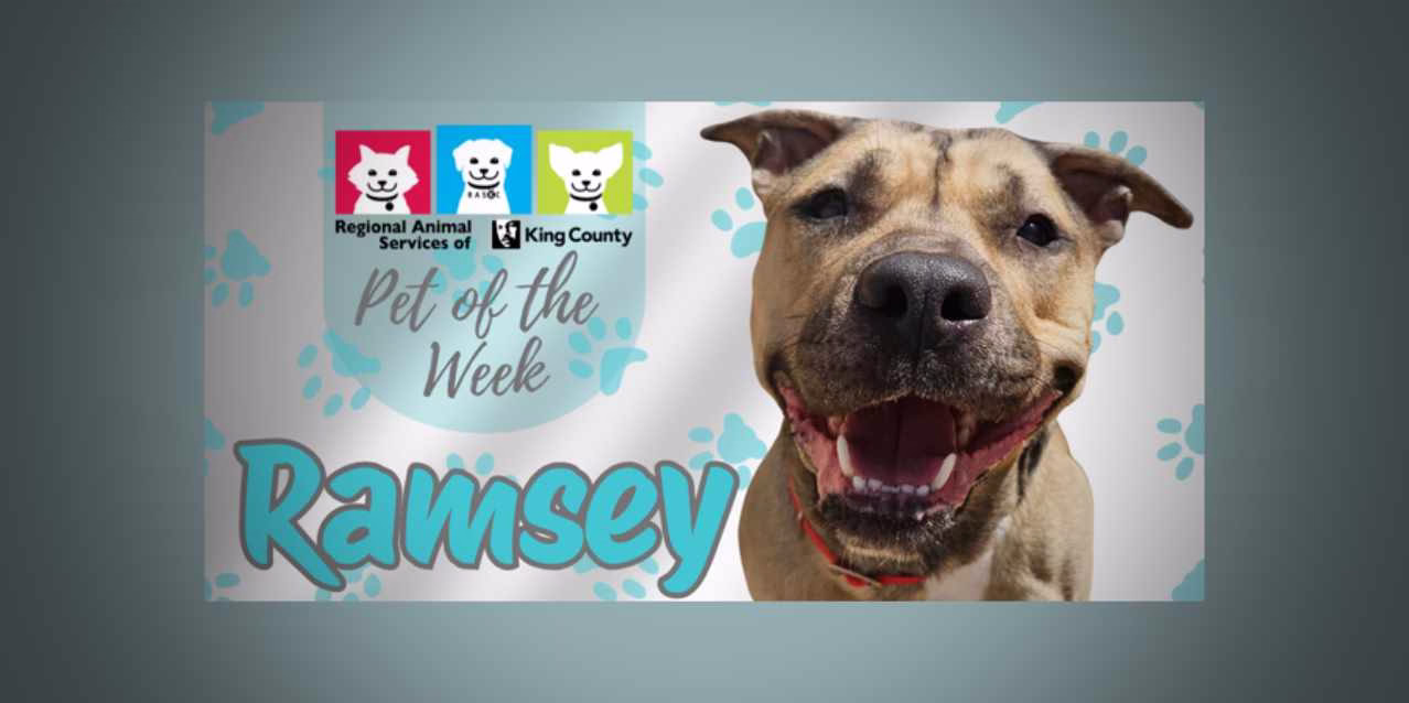 Meet (and adopt) Ramsey, RASKC’s Pet of the Week