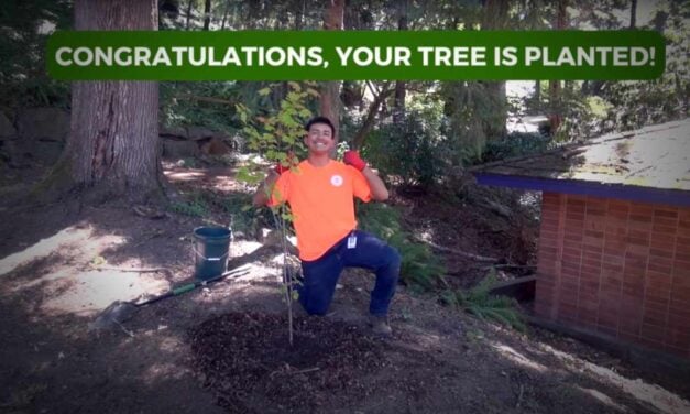 Tukwila residents can sign up now for free trees in 2025 giveaway