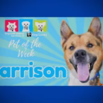 Meet (and adopt) Harrison, RASKC’s Pet of the Week