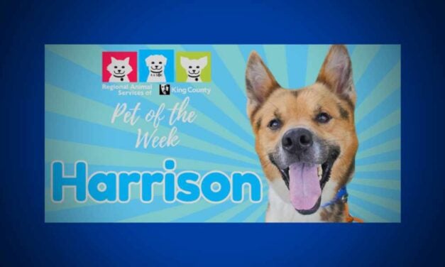 Meet (and adopt) Harrison, RASKC’s Pet of the Week