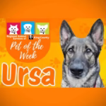 Meet (and adopt) Ursa, RASKC’s Pet of the Week