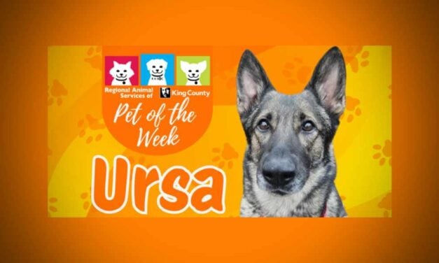 Meet (and adopt) Ursa, RASKC’s Pet of the Week