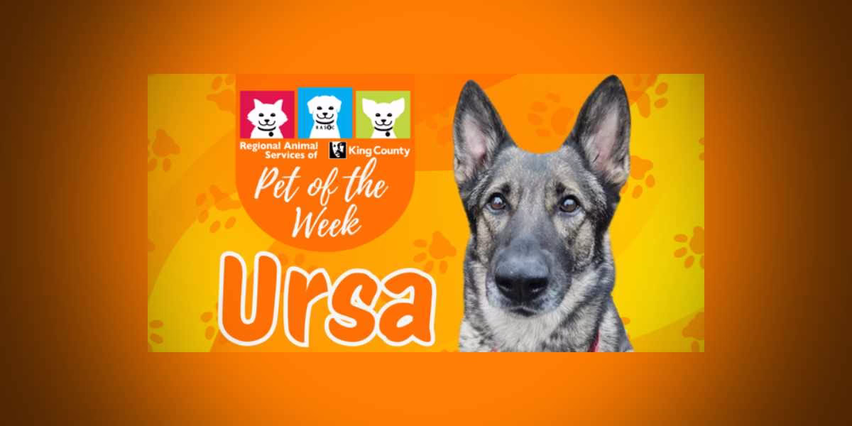 Meet (and adopt) Ursa, RASKC’s Pet of the Week