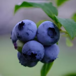 MASTER GARDENERS: The power of blueberries for Washington and you