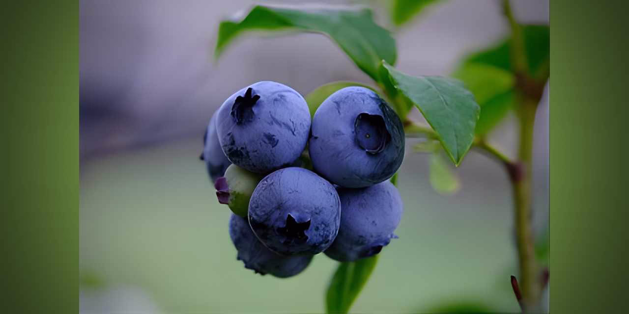 MASTER GARDENERS: The power of blueberries for Washington and you