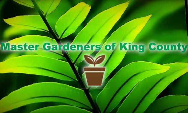 MASTER GARDENERS: Gardening: A gentle invitation to begin again