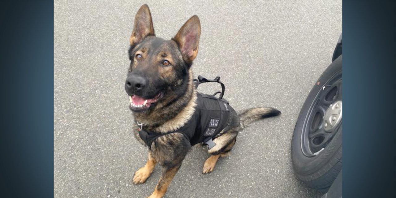 Tukwila Police K9 Raider tracks down suspect hiding in vegetation after pursuit