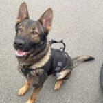 Tukwila Police K9 Raider tracks down suspect hiding in vegetation after pursuit