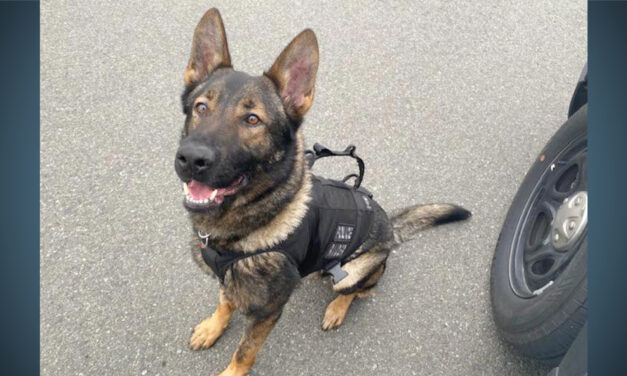 Tukwila Police K9 Raider tracks down suspect hiding in vegetation after pursuit