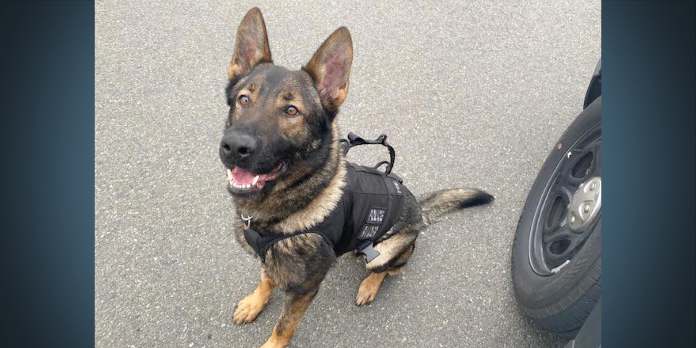Tukwila Police K9 Raider tracks down suspect hiding in vegetation after ...