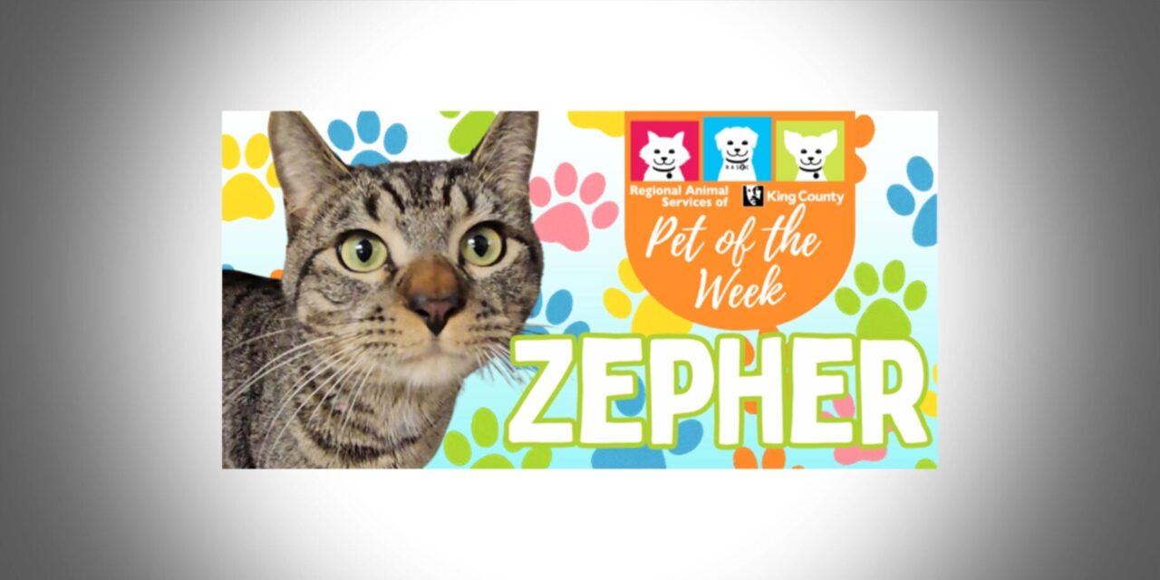 Meet (and adopt) Zepher, RASKC’s Pet of the Week