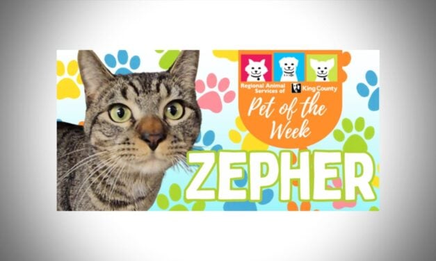 Meet (and adopt) Zepher, RASKC’s Pet of the Week